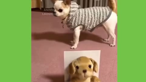 Which One Is More Cute? The Cat Or The Dog?