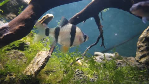 very unique fish patterned like a zebra