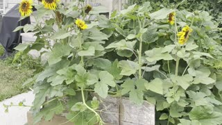 Beautiful sunflowers