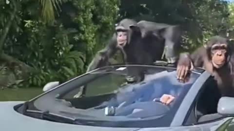Monkey steals mclaren