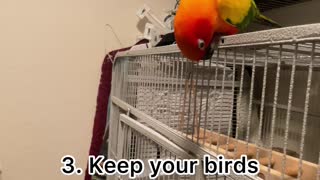 How to prepare your bird or small pet for a storm