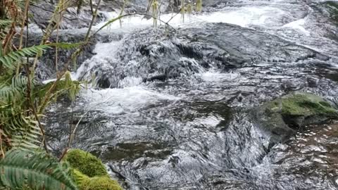 Joyful sounds of Necarney Creek