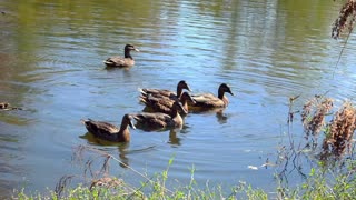 Relaxing Video of Ducks at the Pond