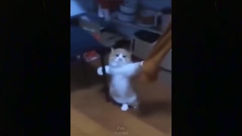 Omg So Cute Cats Best Funny Cat Videos 2022