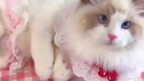 Lovely Cute Cat Funny Video