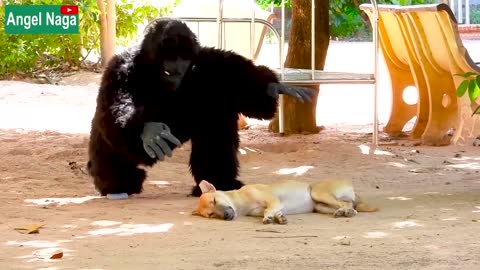 Fake Gorilla prank Dogs Make Funny .