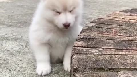 Husky Puppy Struggles to Stay Awake. [watch what he does]