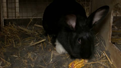 Black rabbit eating a corn.
