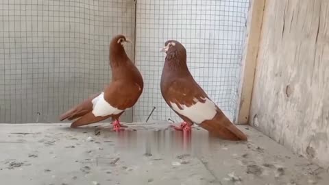 Lakha indian breeder pair pigeon beautiful