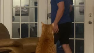 Feisty Cat Gets Handsy