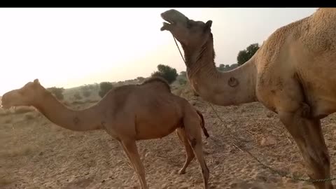 Male camel and female camel funny video small and big