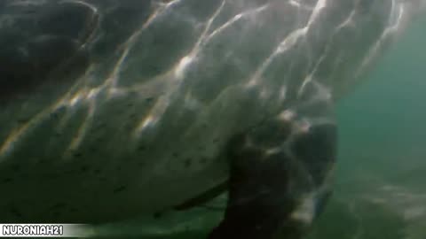 Hours-Old Baby Dolphin Learns to Swim - Puck's Story Part 3 - Dolphins of Shark Bay