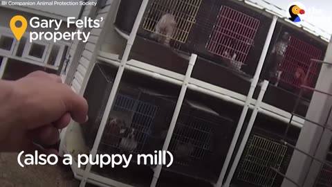 Pet Stores CAUGHT Lying About Puppy Mill Dogs | The Dodo