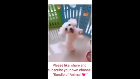 Funny Dogs 35