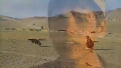 US Dogs: Detecting Landmines, Afghanistan