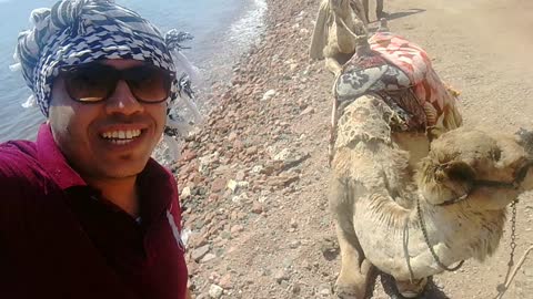 Tourist Footage Camel Smile Dahab Trip