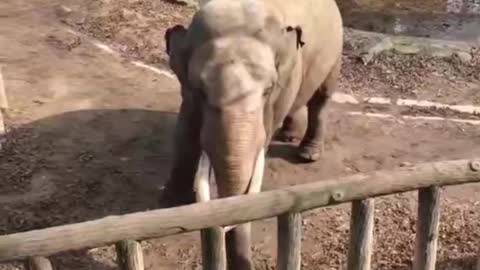 cute elephant