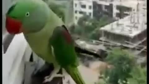 Very cute 🥺 Parrat speak mummy| popat say mummy