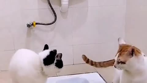 Cat funny videos