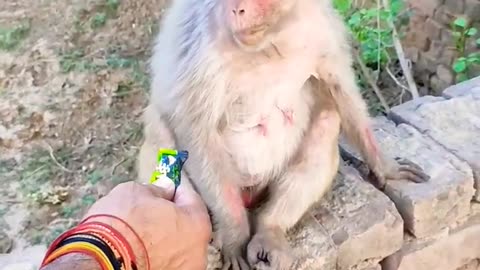 My new monkey friend 🐒