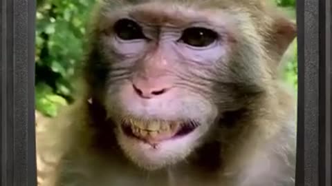 Monkey Laughing