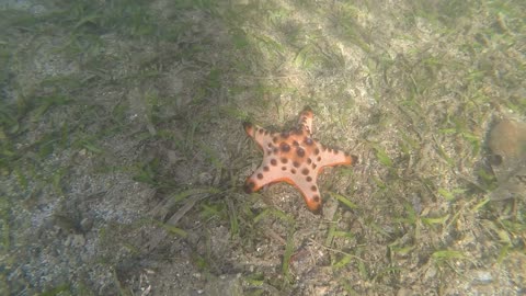 Snorkeling Adventures Philippines Wow some really big Chocolate Chip Starfish (Protoreaster nodosus)