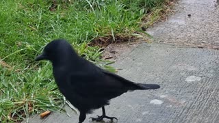 Jackdaw Bird In North Wales.