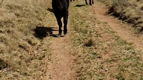 Curious baby cows