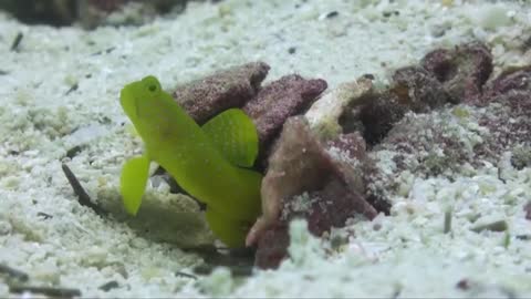 Gobby Fish And Blind Snapping Shrimp Dramatically Protect The Same Burrow