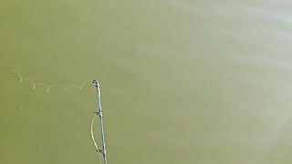 Largemouth bass kissena park