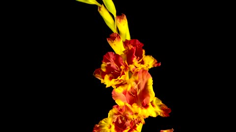 Yellow and red gladiolus flower blooming