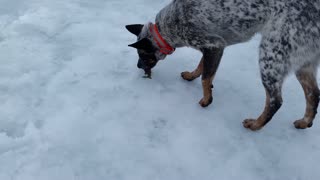 Clever Ice Fishing Doggo Catches Dinner