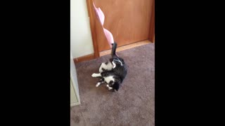 Curious Cat Gets Herself Trapped In Pink Bra