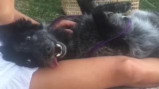 Black dog lays on owner with his tongue out