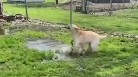 The most playful dog you will see😂