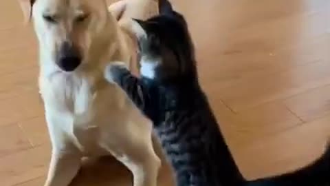 Dog And Cat Are Very funny