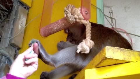 Monkey forces human away! Wait for the final shove