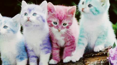 Los gatitos más dulces y hermosos