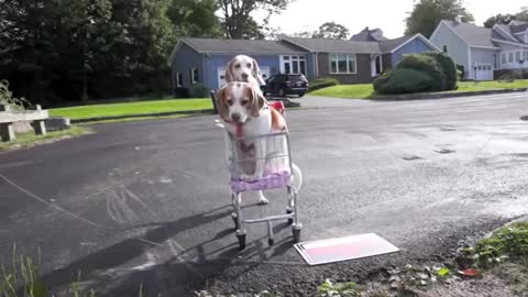 Dogs' Epic Shopping Cart Voyage- Funny Dogs Maymo & Penny