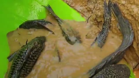 Amazing Hand Fishing Video.Traditional Boy Catching Fish By Hand Dry Place in River Side