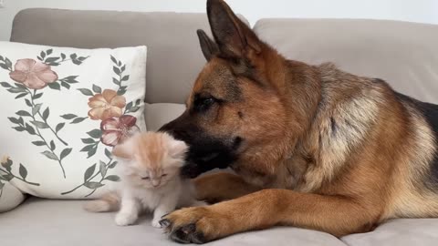 German Shepherd Loves Baby Kitten