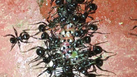 Big Black Ants 🐜 Eat caterpillar alive