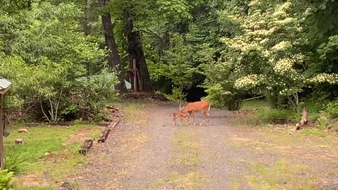 Deer and fawn enjoy a Saturday morning in NW NC 🦌 Lady had breakfast and then woke up Scamp 🦌
