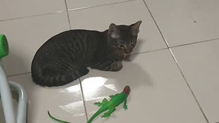 Cat Wakes Up Beside Lizard