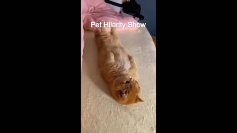 😂 Funniest Cats Videos| Funny cat😺 | Funniest video | Funny cat and cat video-2023😺🐶