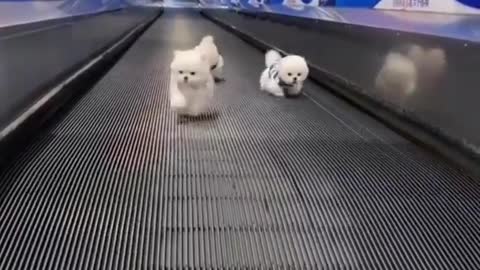 Cute Funny Dog