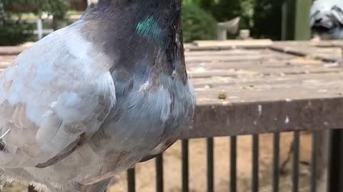 Pigeon guarding the house