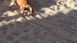 Bulldog refuses to walk