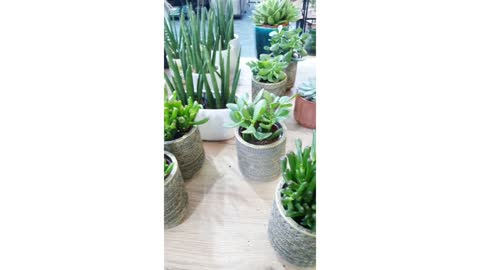 indoor plants succulent