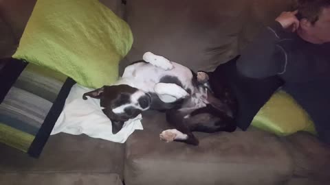 Sometimes Bruno the pitbull takes cuteness to a whole new level!